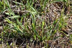 Blue sedge